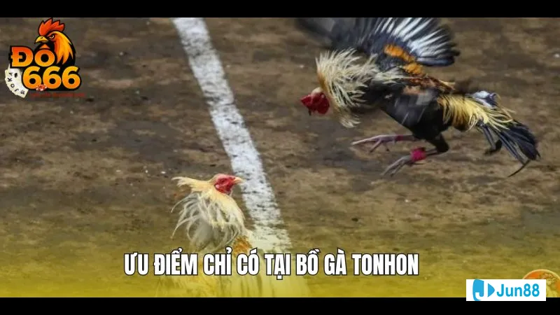 Bồ gà Tonhon đang chụp mồi trên cành Bồ gà Tonhon đang chụp mồi trên cành