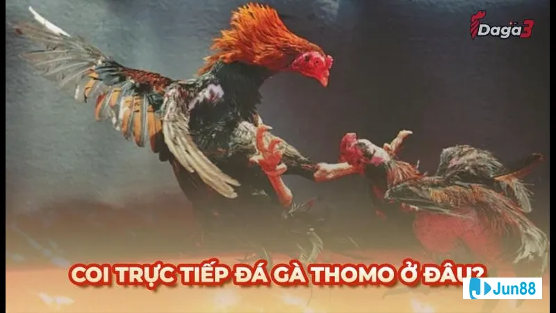 Bí kíp cược đá gà cựa dao Bí kíp cược đá gà cựa dao